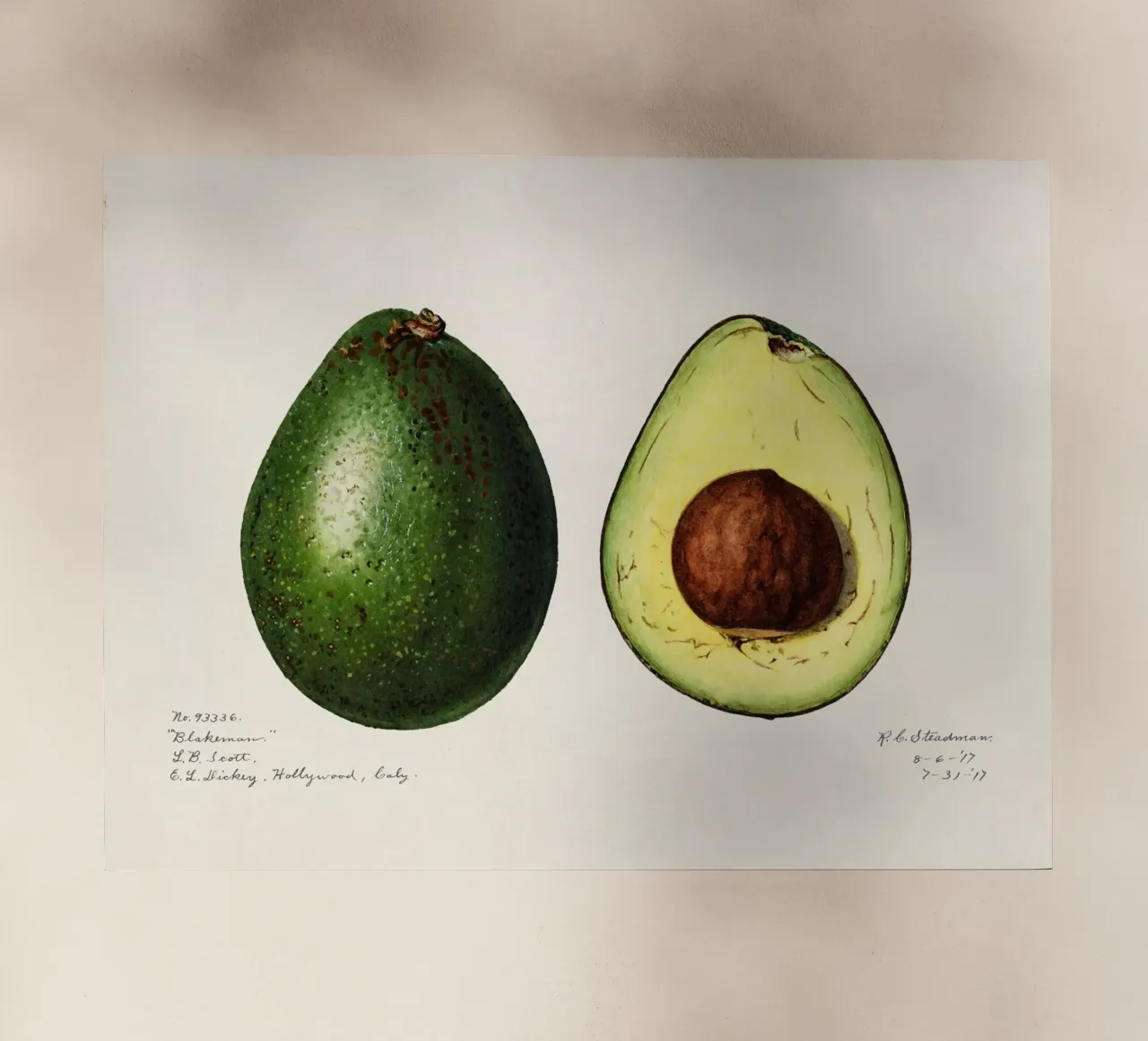 Amanda Almira Newton - Zwei Avocados pellicola backlit da Old Masters