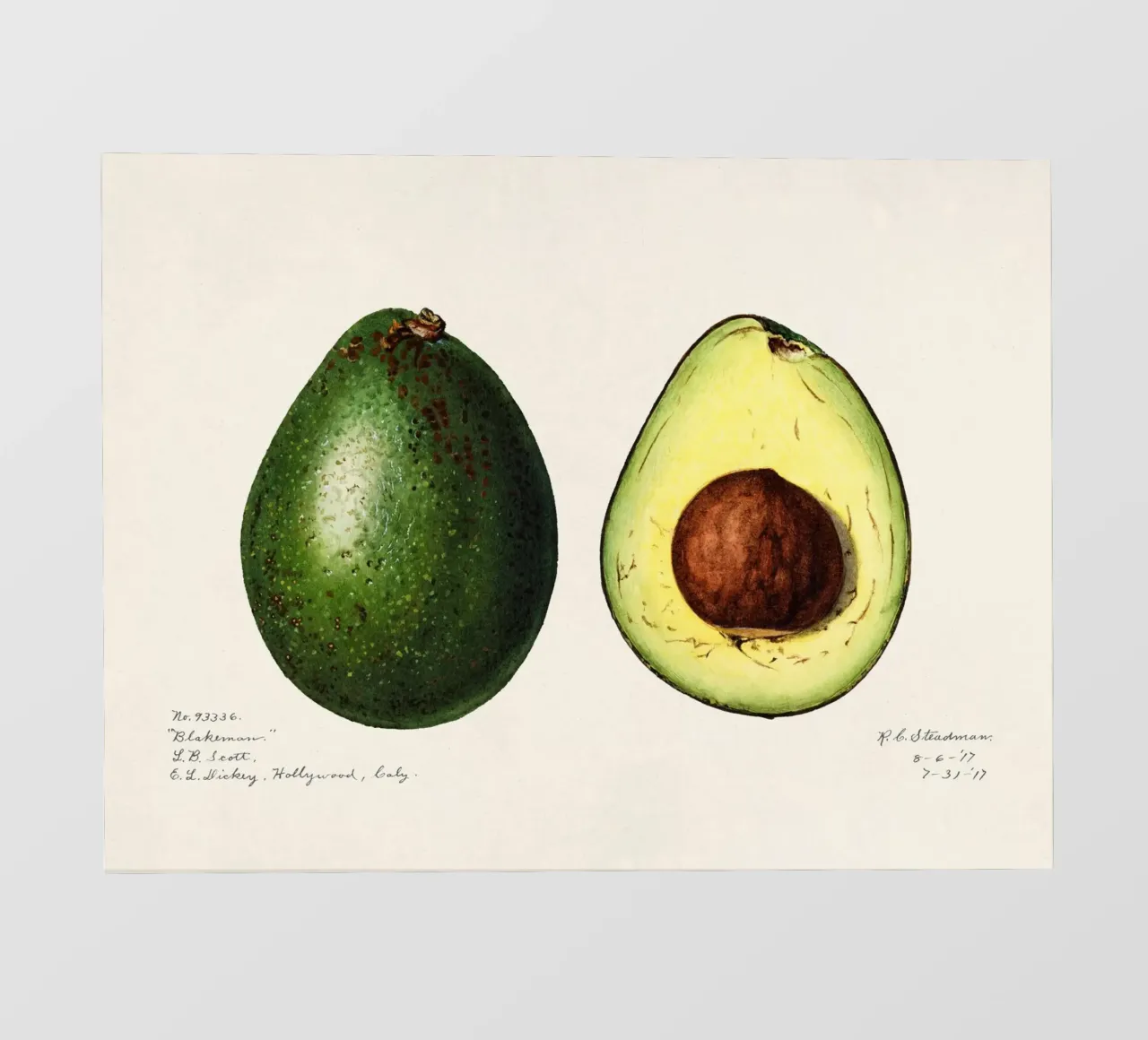 Amanda Almira Newton - Zwei Avocados pellicola backlit da Old Masters