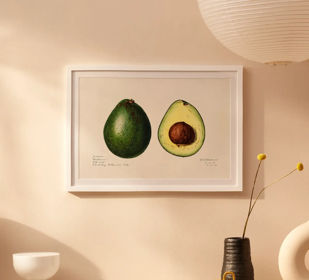 Amanda Almira Newton - Zwei Avocados carta hahnemühle da Old Masters
