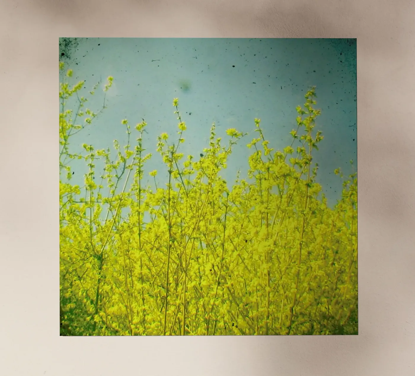 Summer pellicola backlit da Cassia Beck Photography