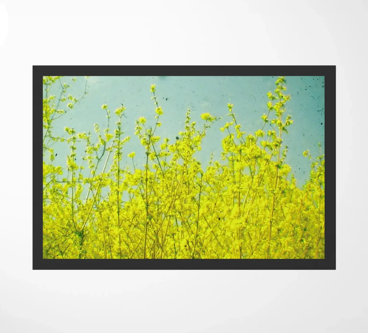 Summer zerbino da Cassia Beck Photography