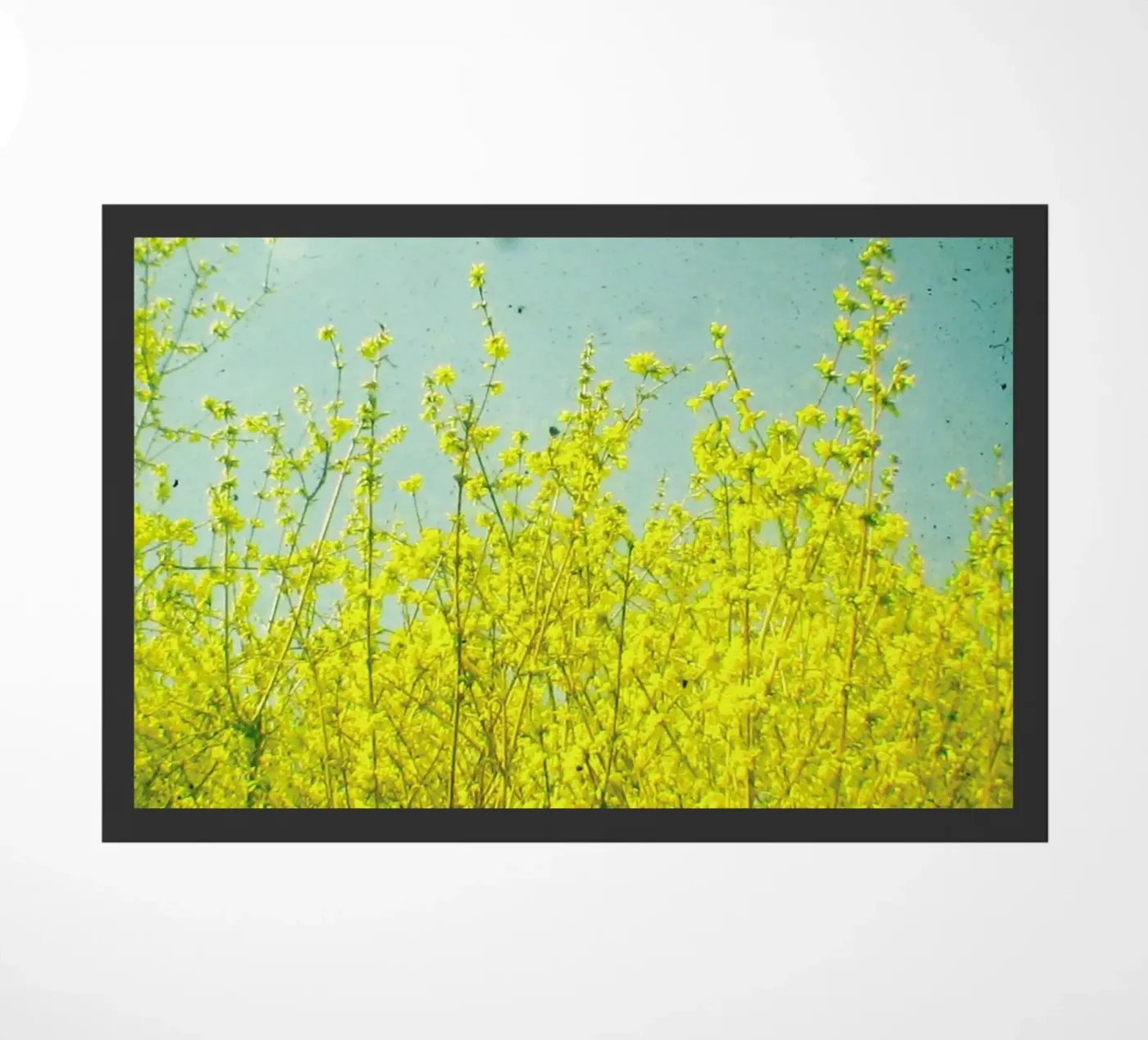 Summer zerbino da Cassia Beck Photography