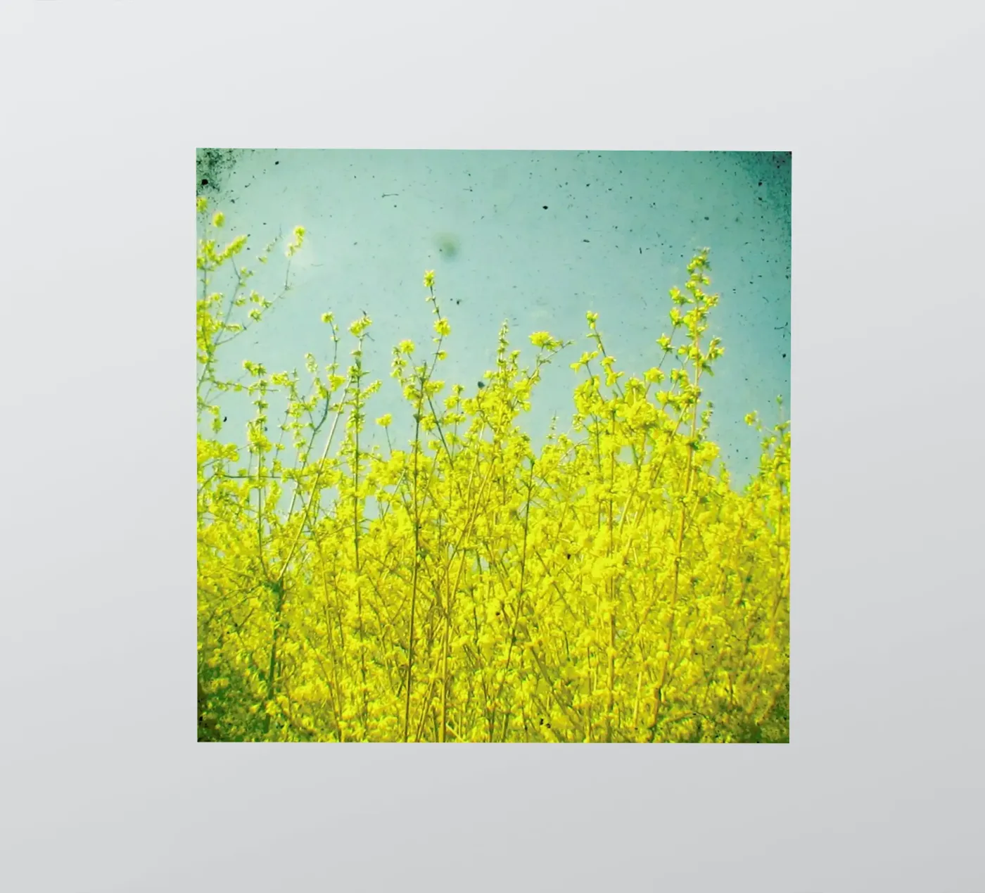 Summer adesivo da Cassia Beck Photography