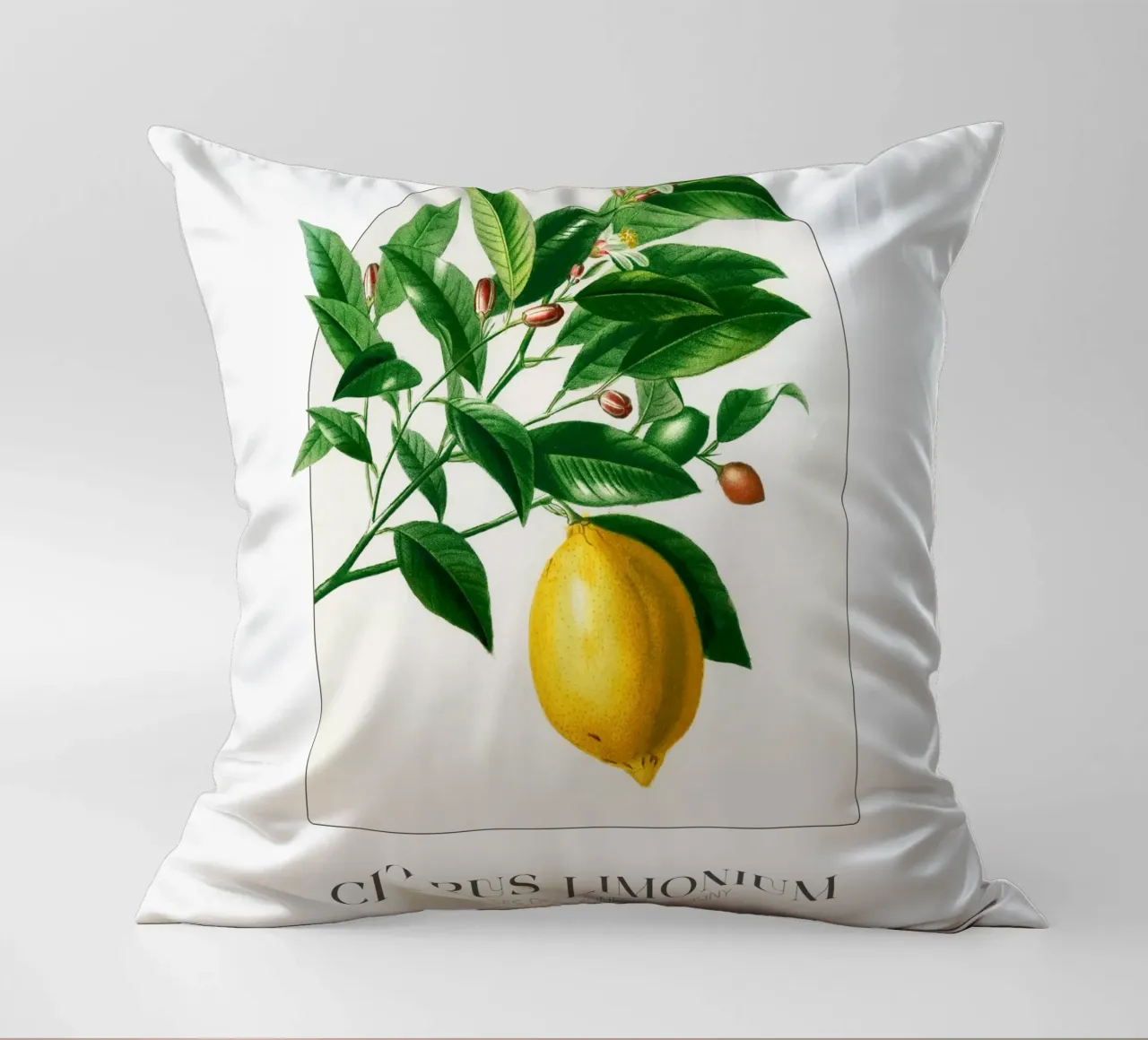 D'Orbigny - Citrus Limonium cuscino da Old Masters