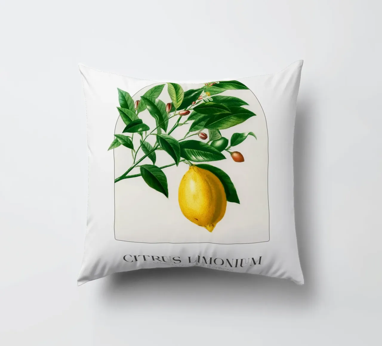 D'Orbigny - Citrus Limonium cuscino da Old Masters