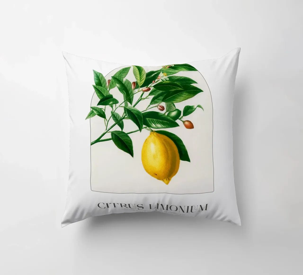 D'Orbigny - Citrus Limonium cuscino da Old Masters