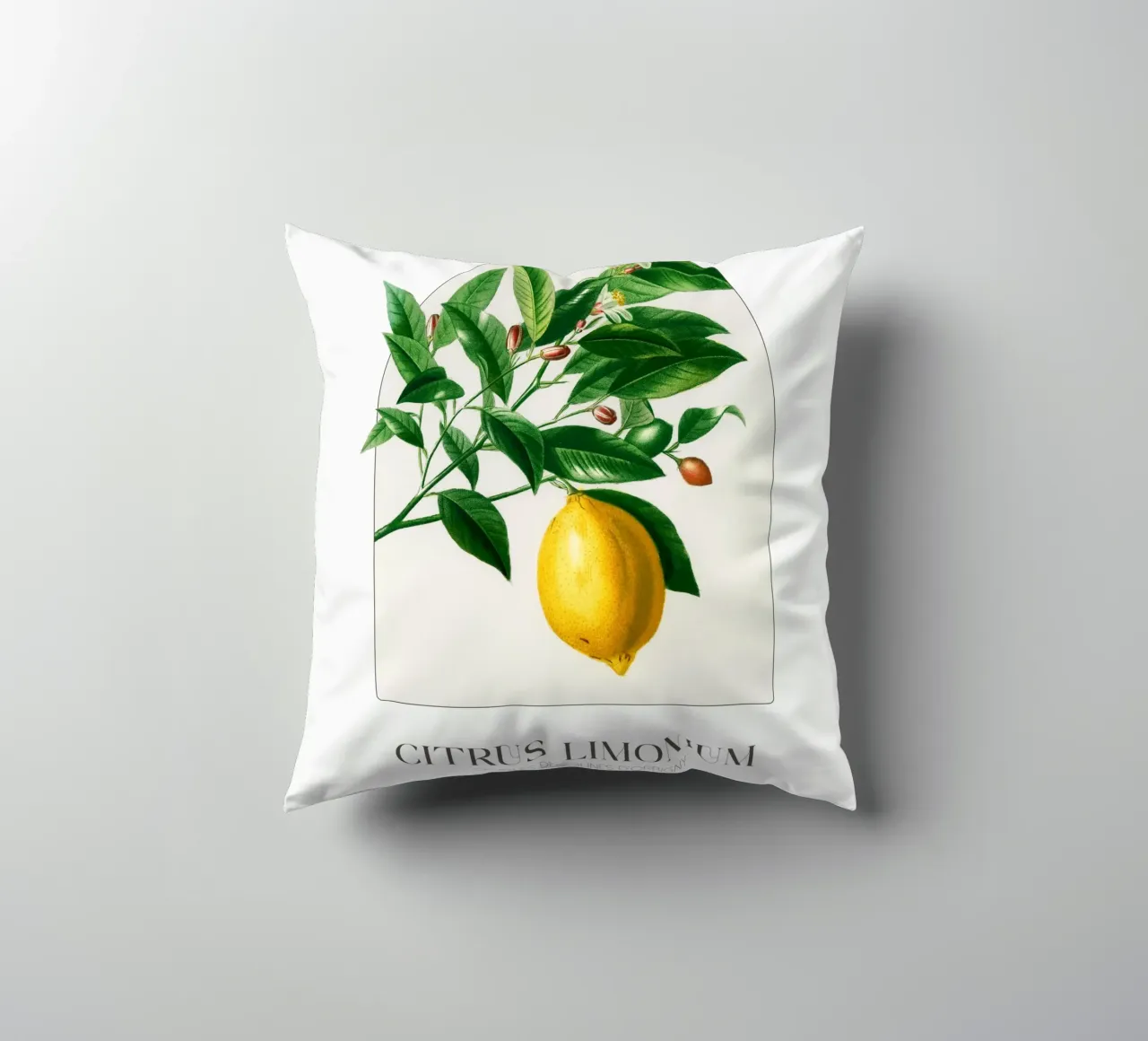 D'Orbigny - Citrus Limonium cuscino da Old Masters