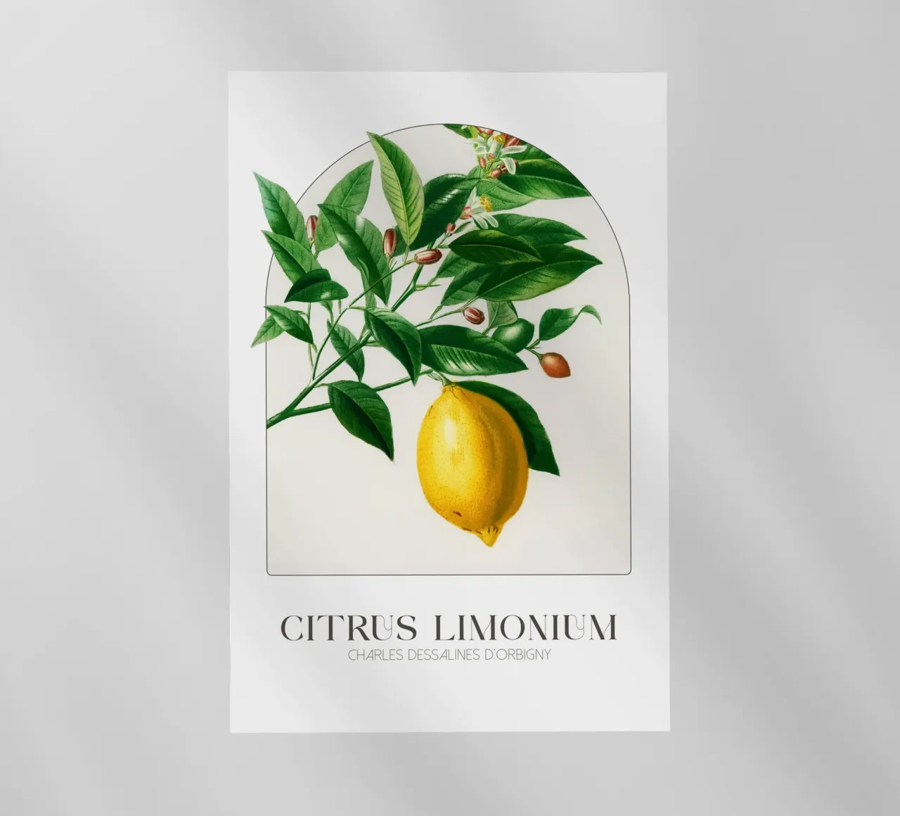 D'Orbigny - Citrus Limonium pellicola backlit da Old Masters