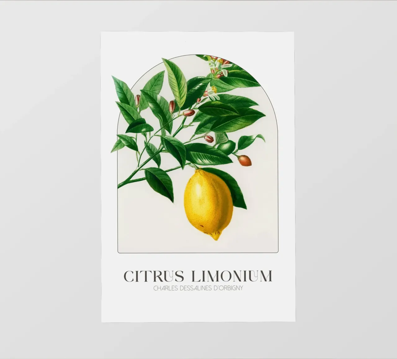 D'Orbigny - Citrus Limonium pellicola backlit da Old Masters