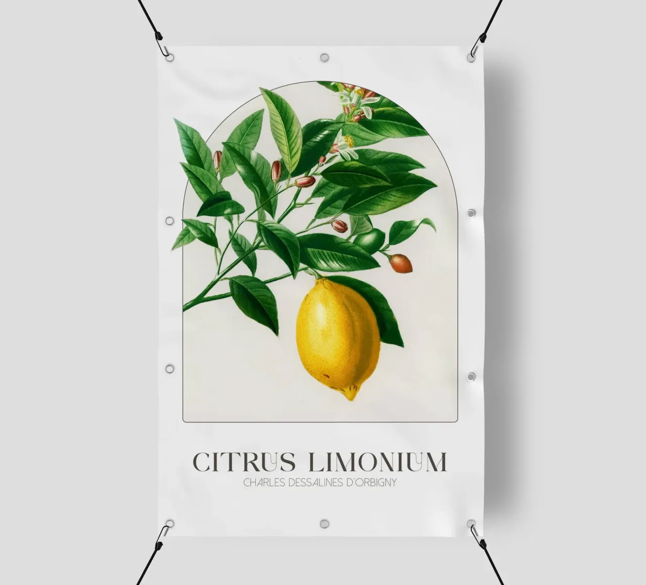 D'Orbigny - Citrus Limonium telo in pvc da Old Masters