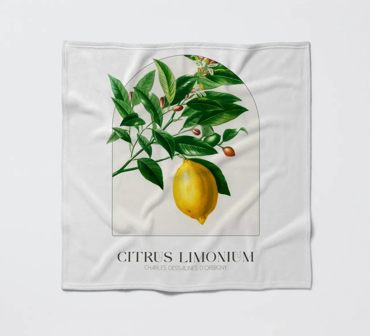 D'Orbigny - Citrus Limonium coperta in pile da Old Masters