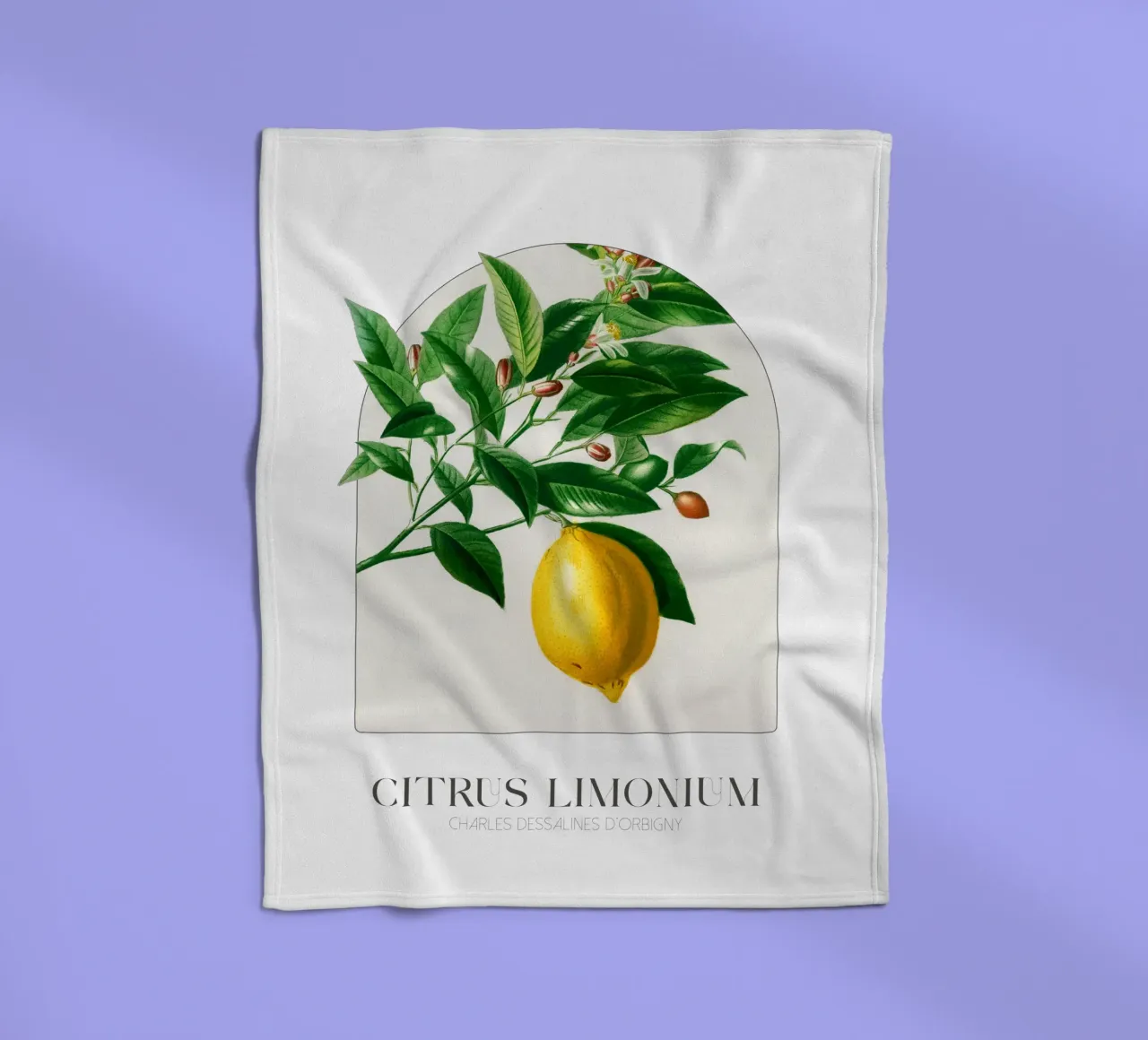 D'Orbigny - Citrus Limonium coperta in pile da Old Masters