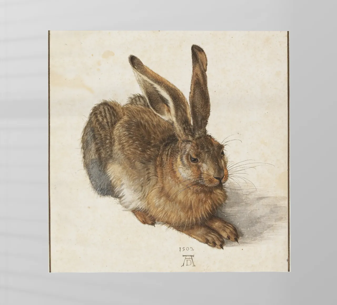 Albrecht Dürer - Der Hase pellicola backlit da Old Masters