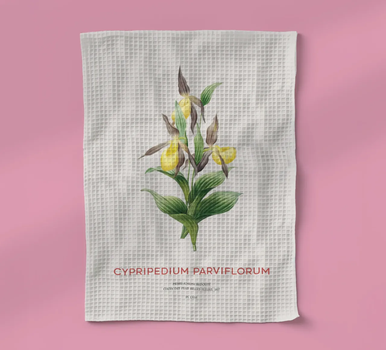 Cypripède jaune ou Cypripedium Parviflorum torchon de Vintagrafica