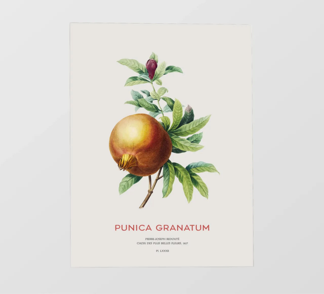 Granatapfel oder Punica Granatum PVC Plane von Vintagrafica