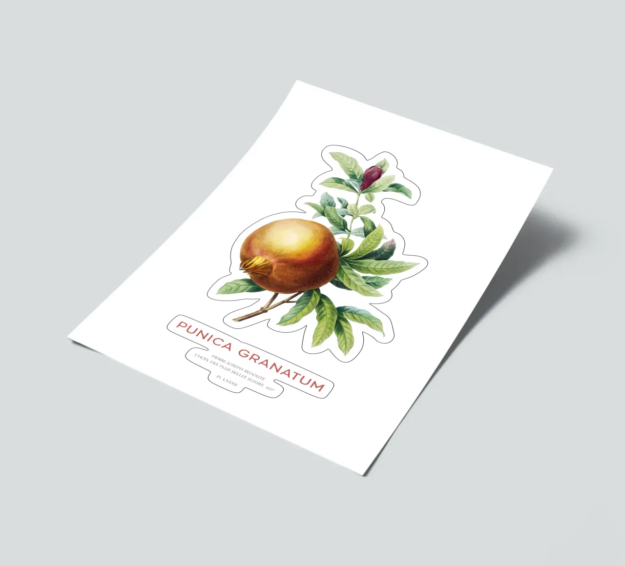 Granatapfel oder Punica Granatum Stickerbogen von Vintagrafica