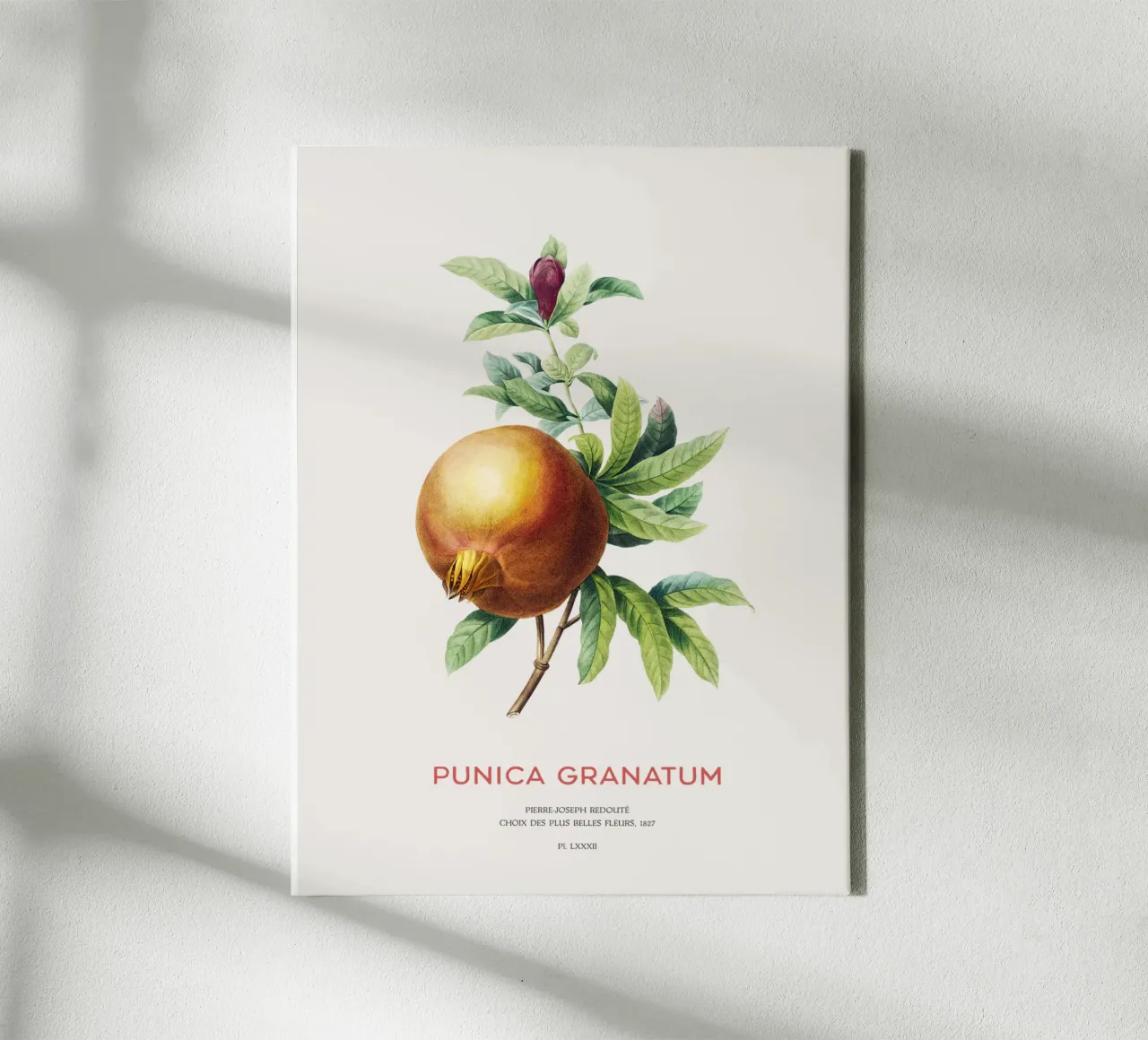 Granatapfel oder Punica Granatum Leinwand von Vintagrafica