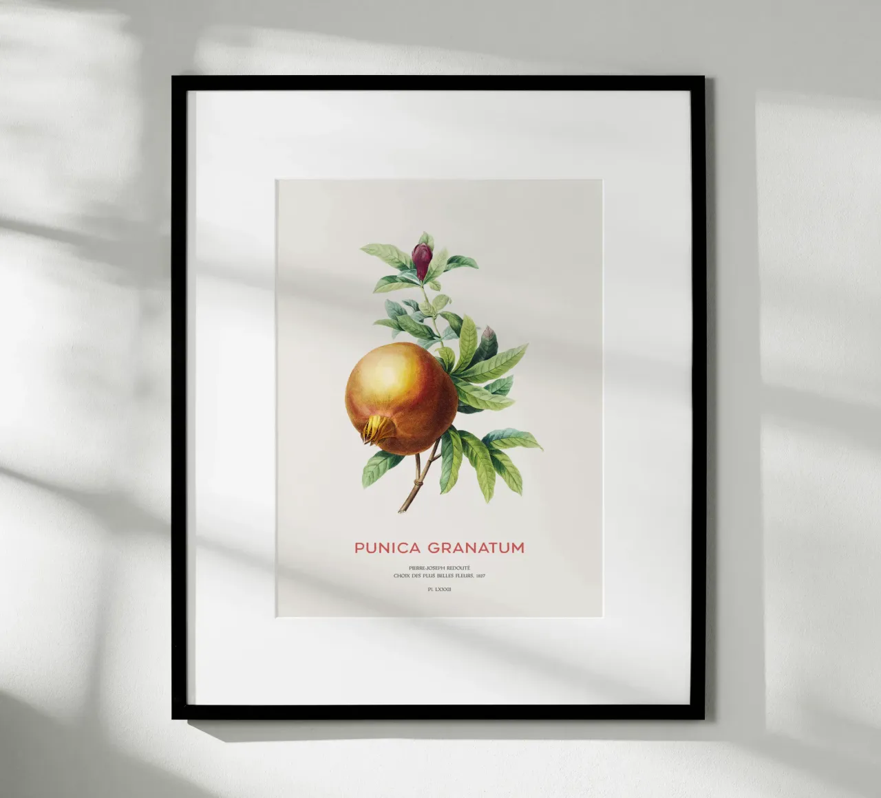 Granatapfel oder Punica Granatum Hahnemühle von Vintagrafica