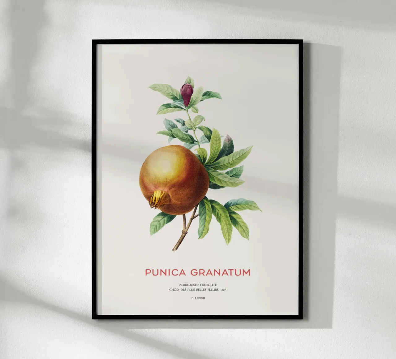 Granatapfel oder Punica Granatum Hahnemühle von Vintagrafica
