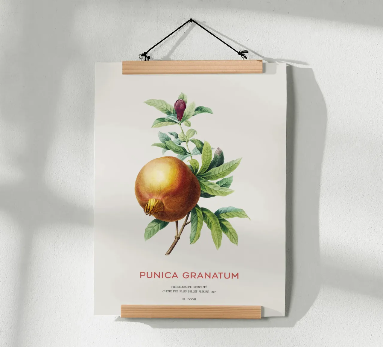 Granatapfel oder Punica Granatum Hahnemühle von Vintagrafica