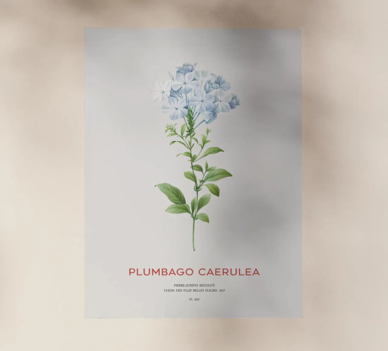 Piombo o Plumbago Caerulea pellicola backlit da Vintagrafica