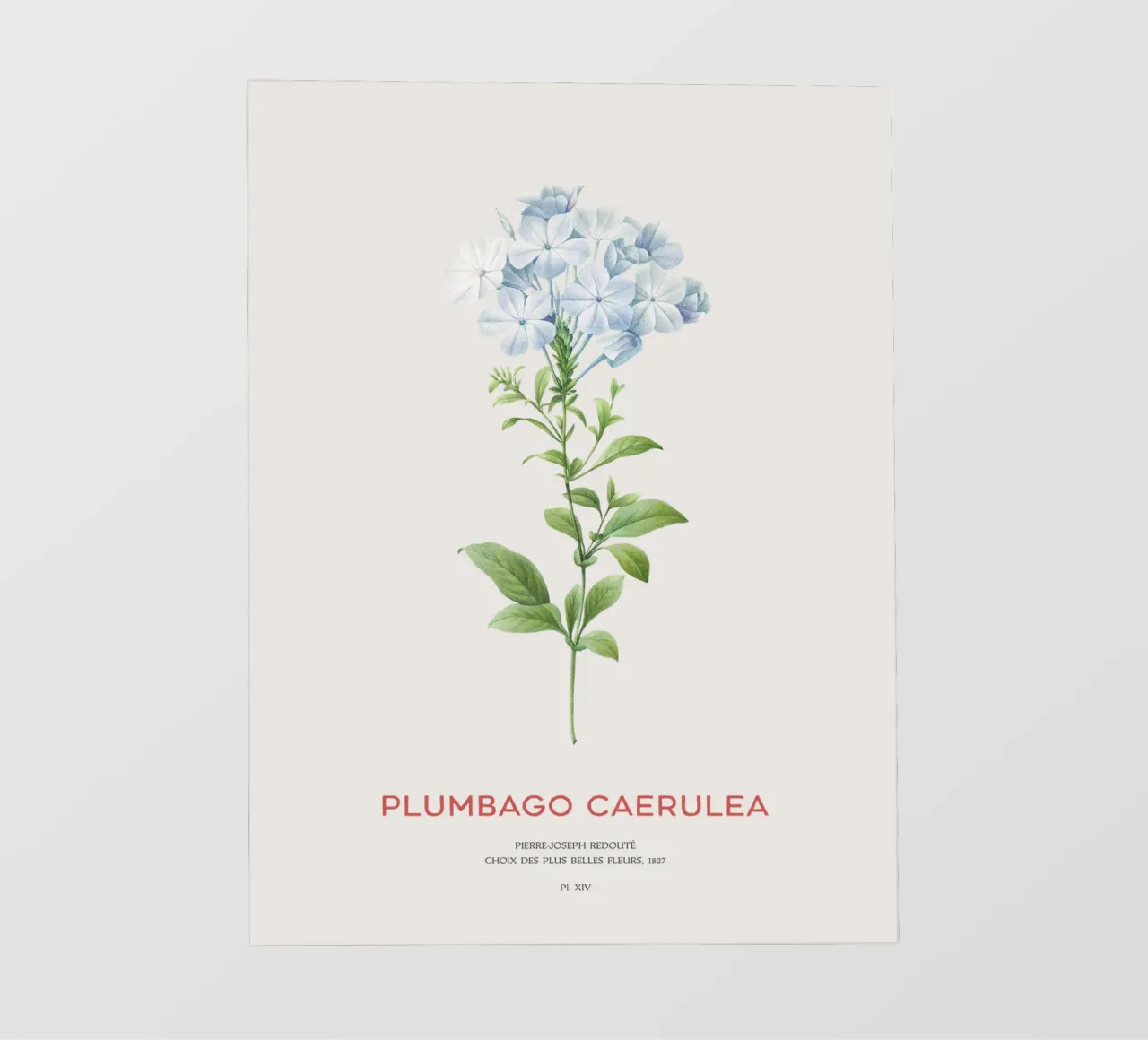 Piombo o Plumbago Caerulea telo in pvc da Vintagrafica