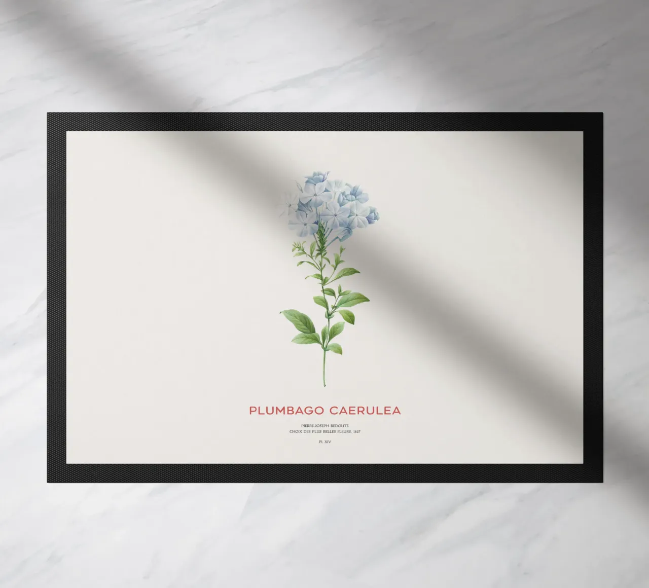 Piombo o Plumbago Caerulea zerbino da Vintagrafica