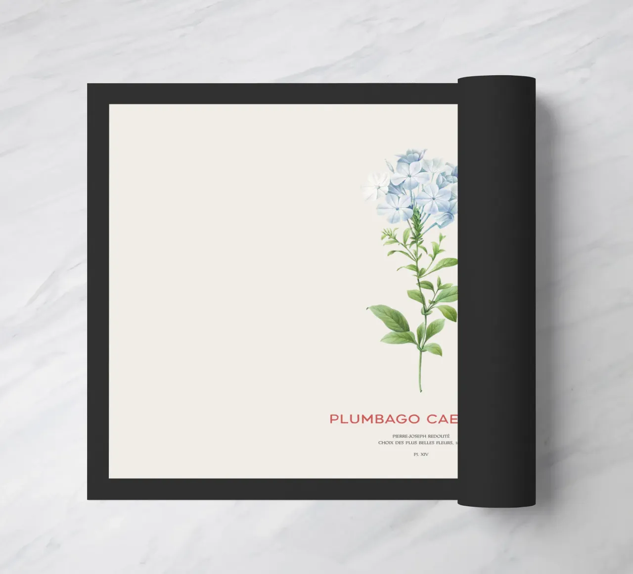 Piombo o Plumbago Caerulea zerbino da Vintagrafica