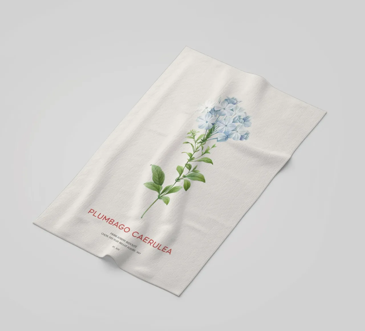 Piombo o Plumbago Caerulea telo mare da Vintagrafica