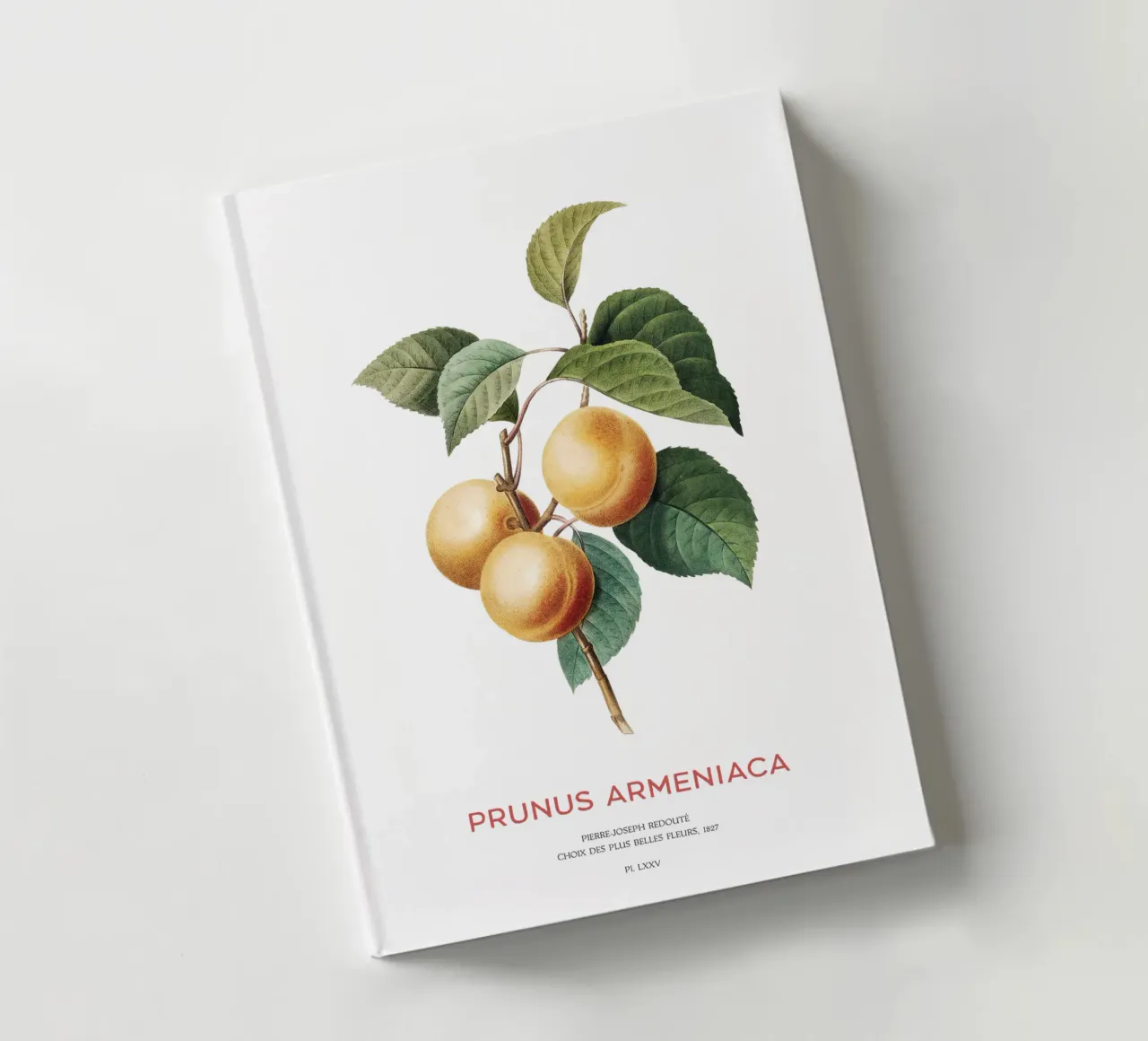 Apricot or Prunus Armeniaca tree branch notebook by Vintagrafica
