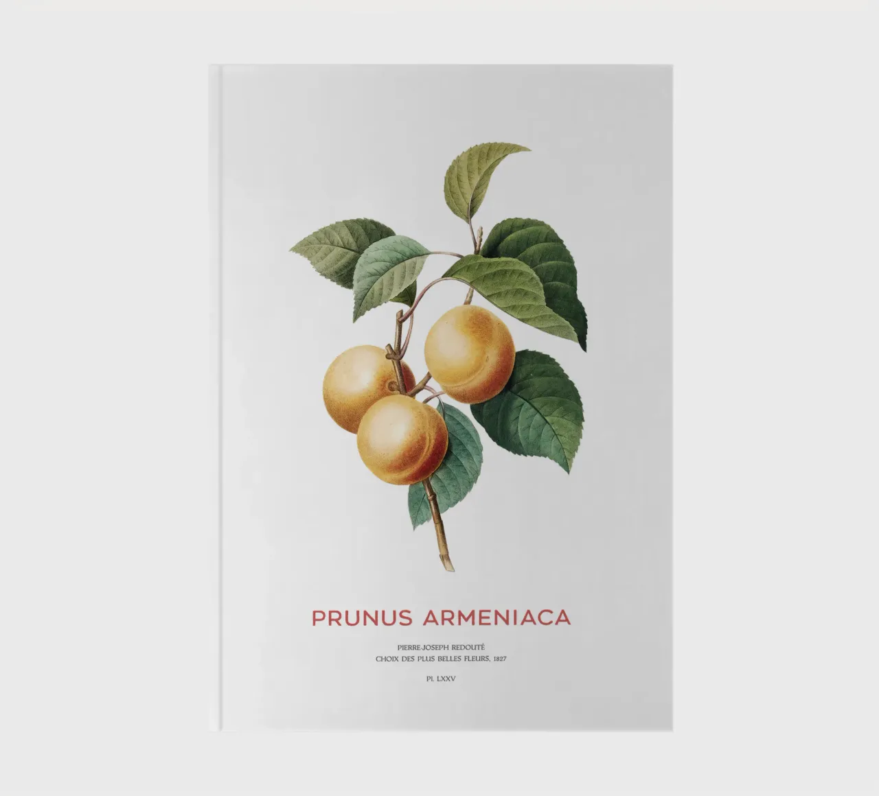 Apricot or Prunus Armeniaca tree branch notebook by Vintagrafica