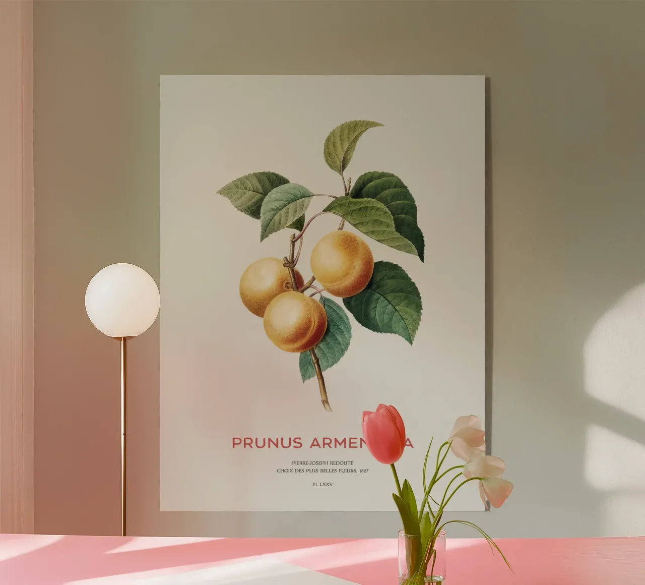 Zweig eines Aprikosenbaums (Prunus Armeniaca) Acryl-Glas von Vintagrafica