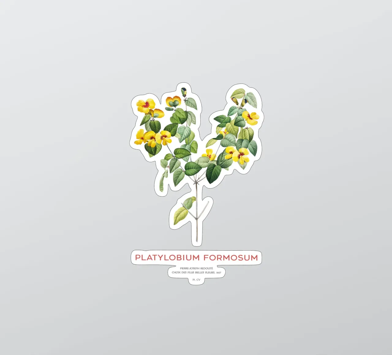 Hübsche flache Erbse oder Platylobium Formosum Pflanze Sticker von Vintagrafica
