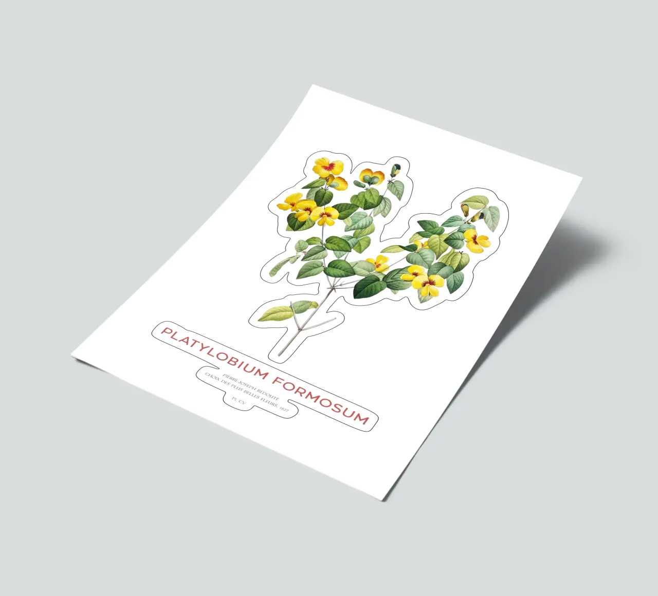Hübsche flache Erbse oder Platylobium Formosum Pflanze Stickerbogen von Vintagrafica