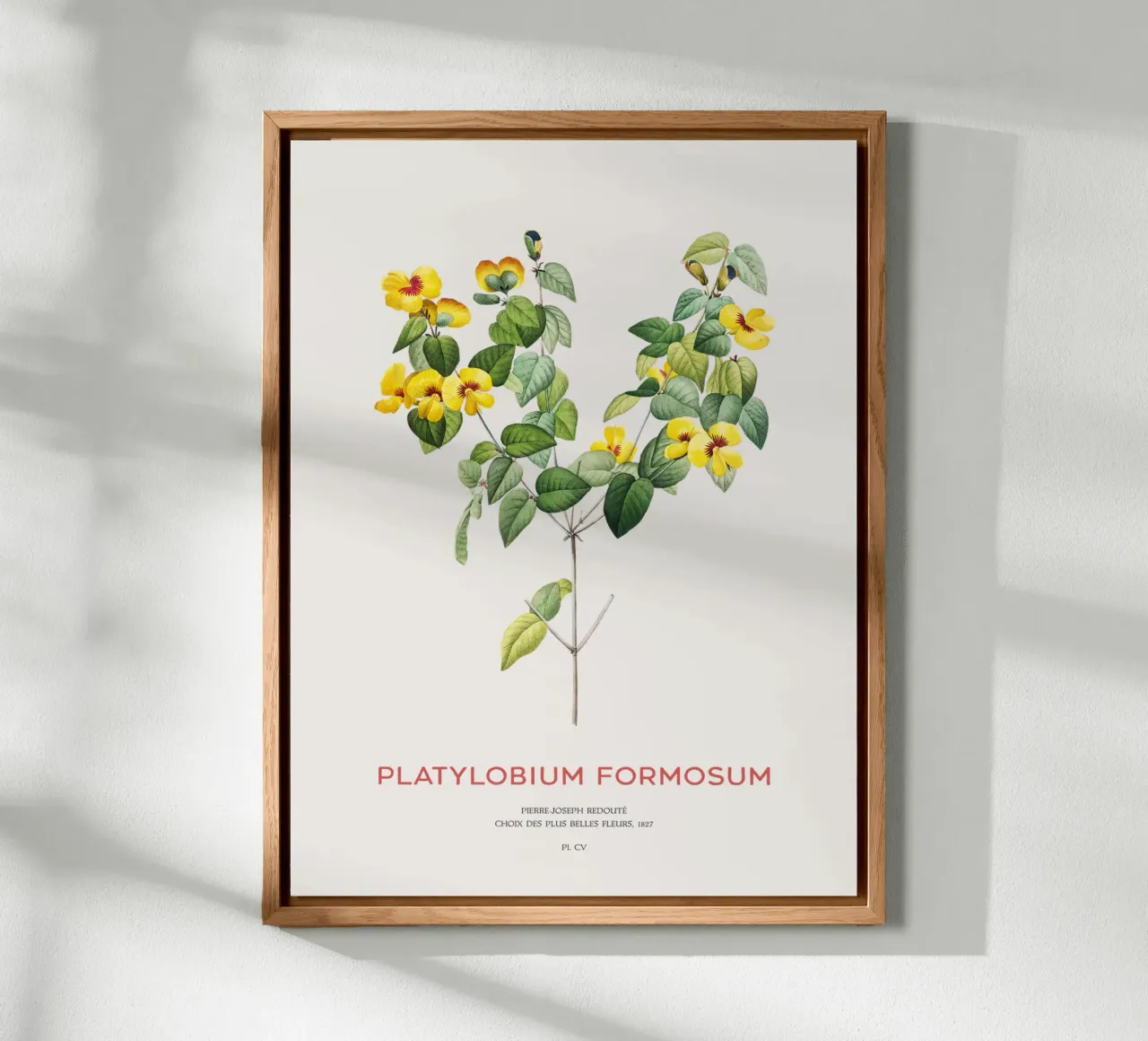Hübsche flache Erbse oder Platylobium Formosum Pflanze Alu-Dibond von Vintagrafica