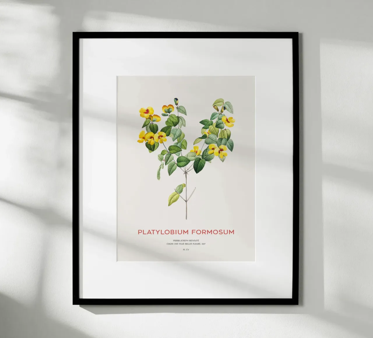 Platylobium Formosum (Platylobium Formosum) poster avec cadre en plastique de Vintagrafica