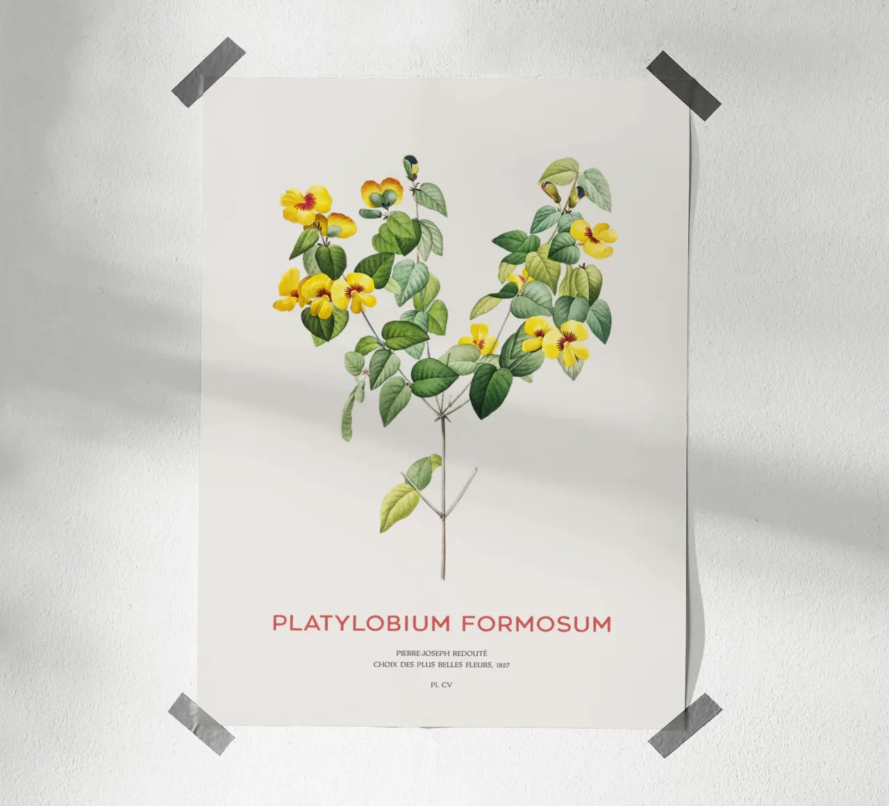 Platylobium Formosum (Platylobium Formosum) poster avec cadre en plastique de Vintagrafica