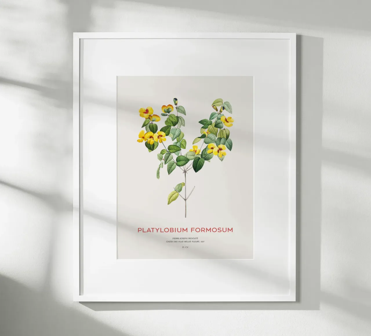 Platylobium Formosum (Platylobium Formosum) poster avec cadre en plastique de Vintagrafica