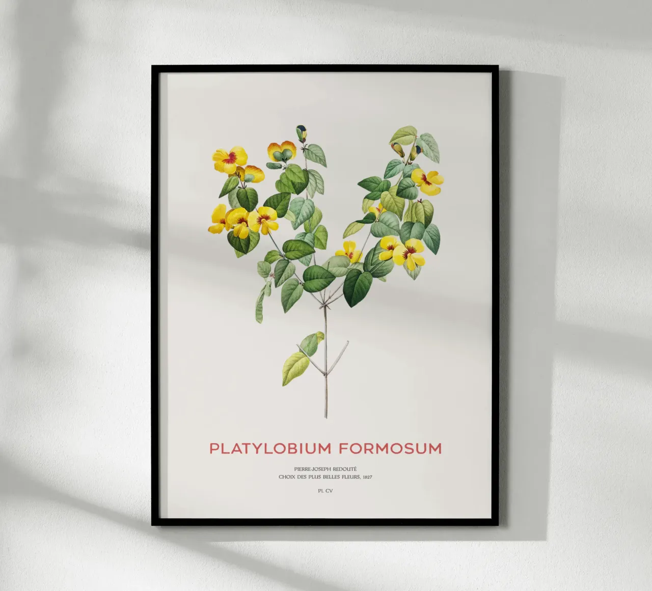 Platylobium Formosum (Platylobium Formosum) poster avec cadre en plastique de Vintagrafica