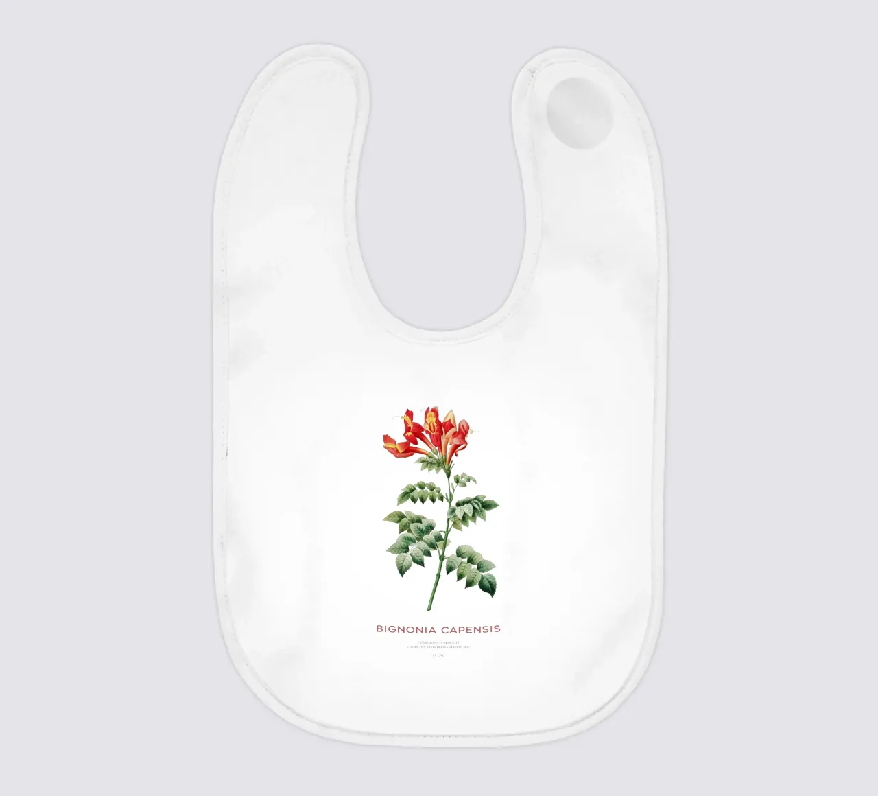 Bignonia Сapensis o fiore di caprifoglio del Capo bavaglino da Vintagrafica