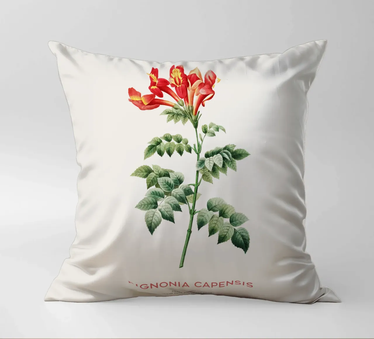 Bignonia Сapensis o fiore di caprifoglio del Capo cuscino da Vintagrafica