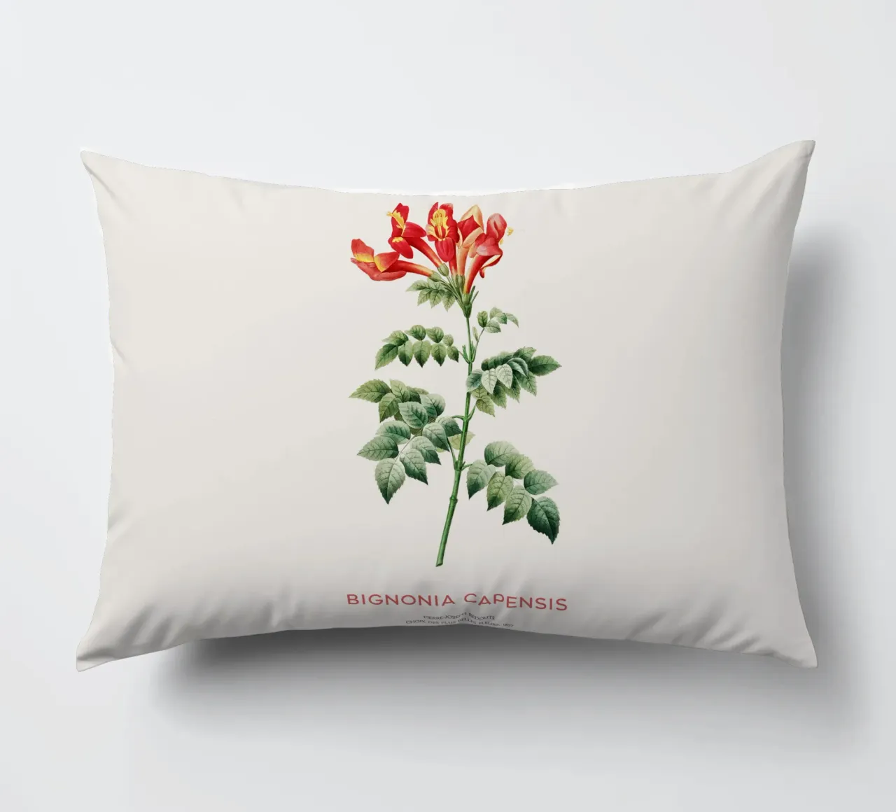 Bignonia Сapensis o fiore di caprifoglio del Capo cuscino da Vintagrafica