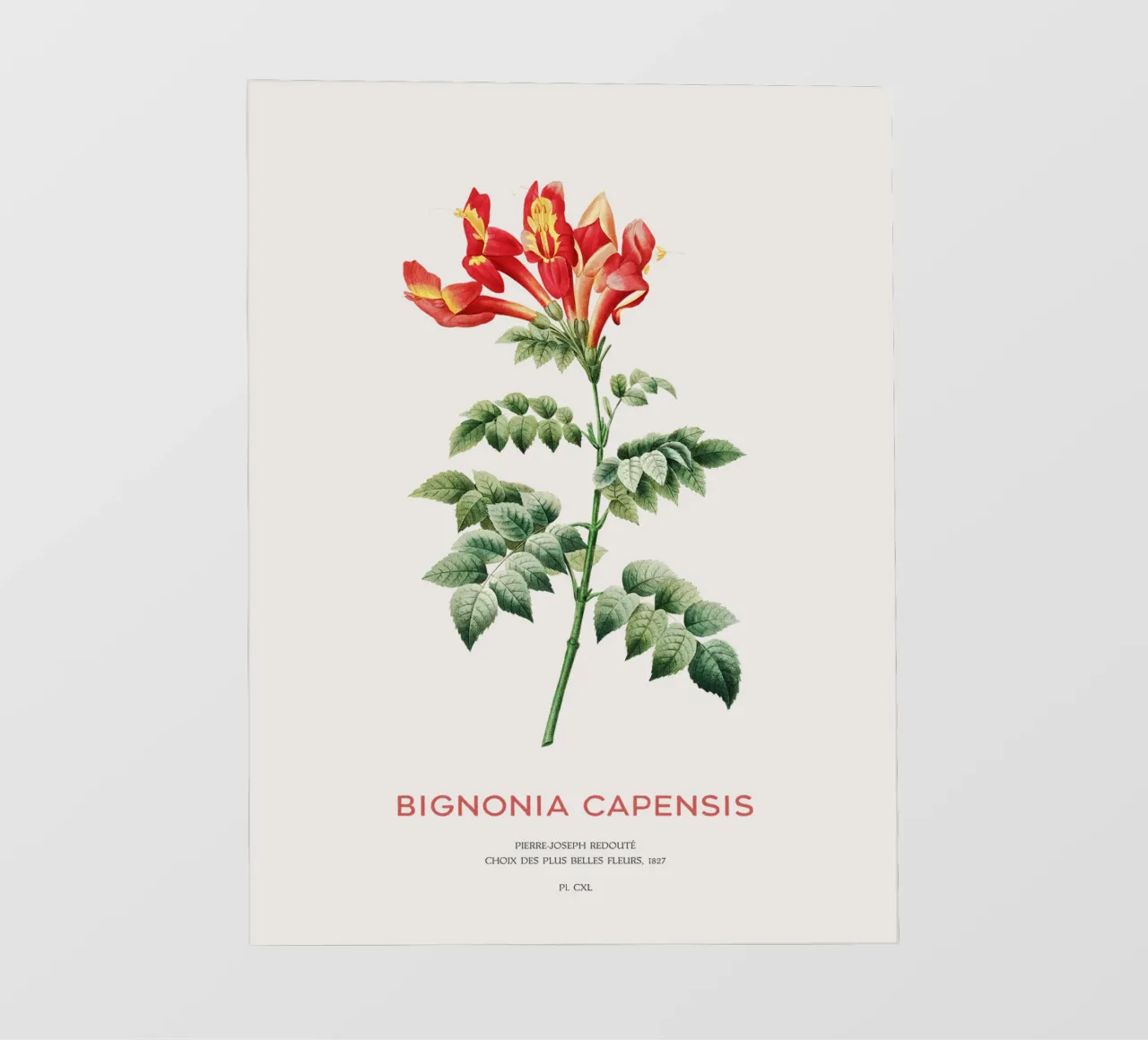 Bignonia Сapensis o fiore di caprifoglio del Capo pellicola backlit da Vintagrafica