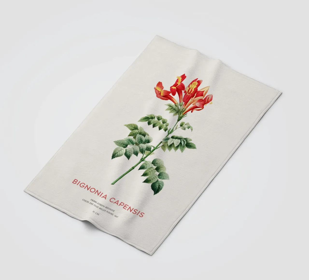 Bignonia Сapensis o fiore di caprifoglio del Capo coperta in pile da Vintagrafica