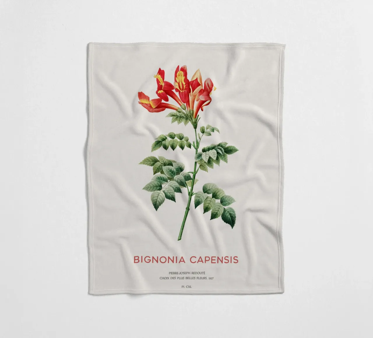 Bignonia Сapensis o fiore di caprifoglio del Capo coperta in pile da Vintagrafica