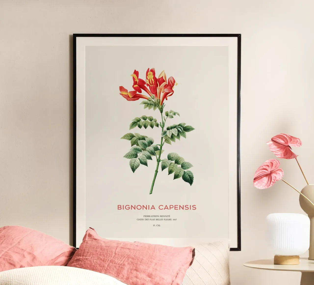 Bignonia Сapensis ou fleur de chèvrefeuille du Cap poster de Vintagrafica
