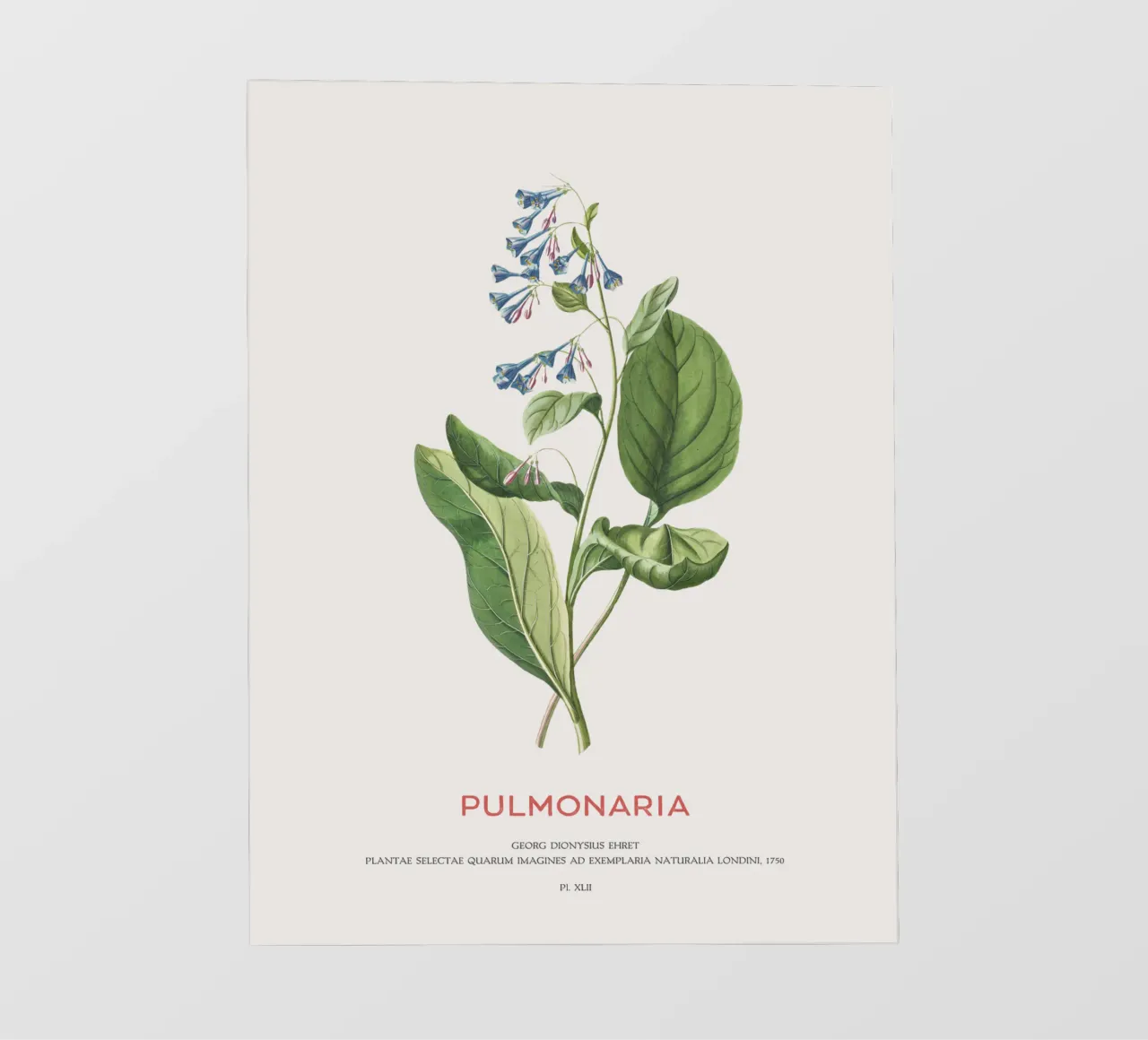 Polmonaria o polmonaria telo in pvc da Vintagrafica