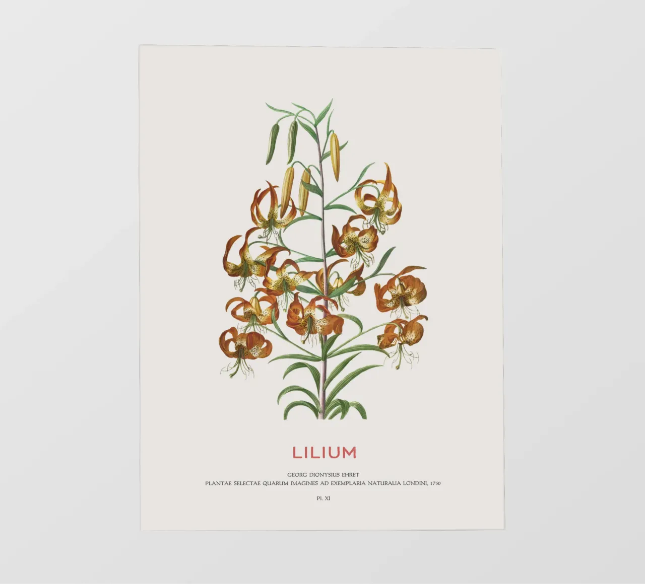 Lilium pellicola backlit da Vintagrafica