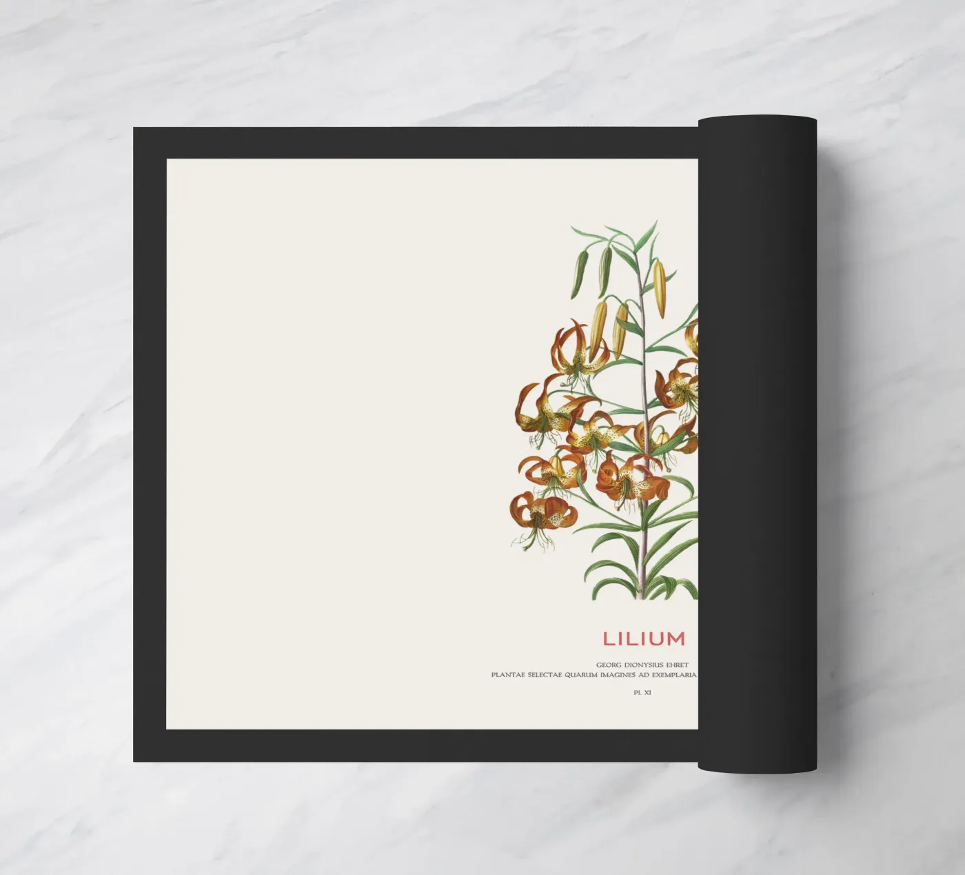 Lilium zerbino da Vintagrafica