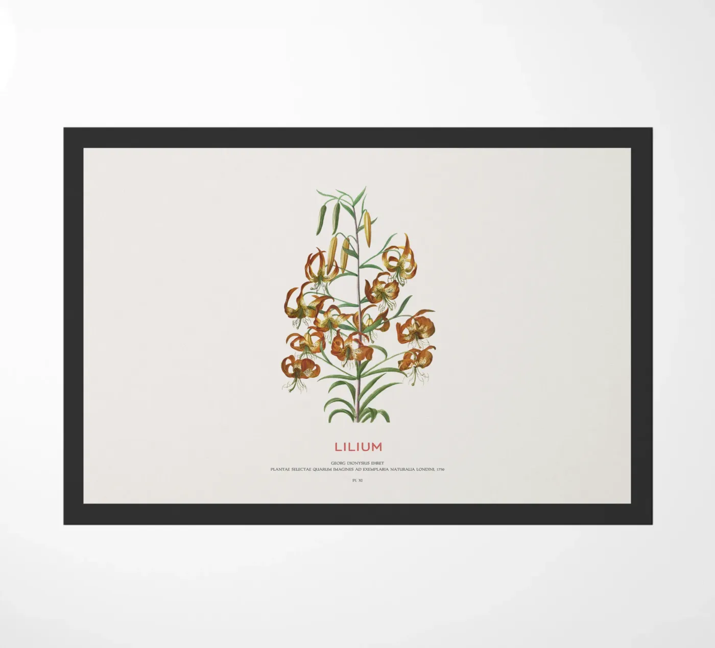 Lilium zerbino da Vintagrafica